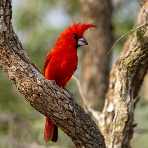 Vermillion Cardinal (male, photo from La Guajira)