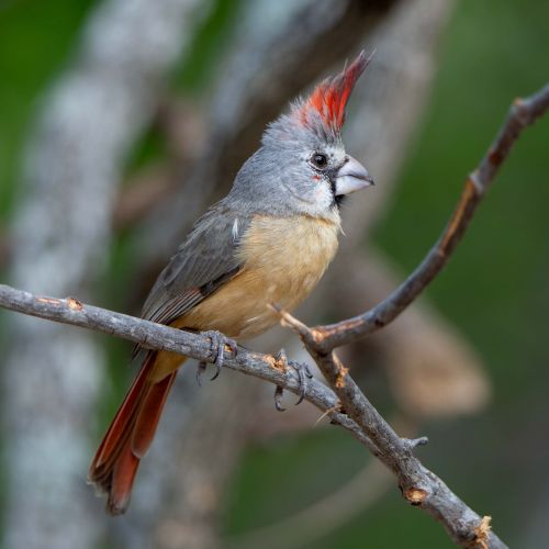 Vermillion Cardinal (female, photo from La Guajira)