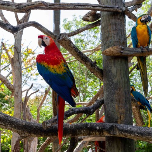 Scarlett Macaw