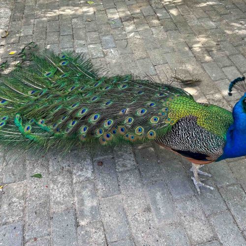 Peacock