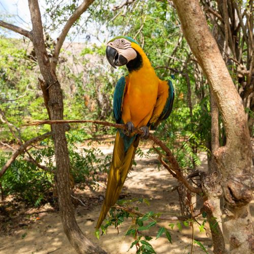 Black-and-Yellow Macaw