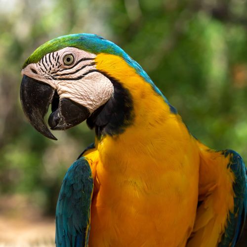 Black-and-Yellow Macaw