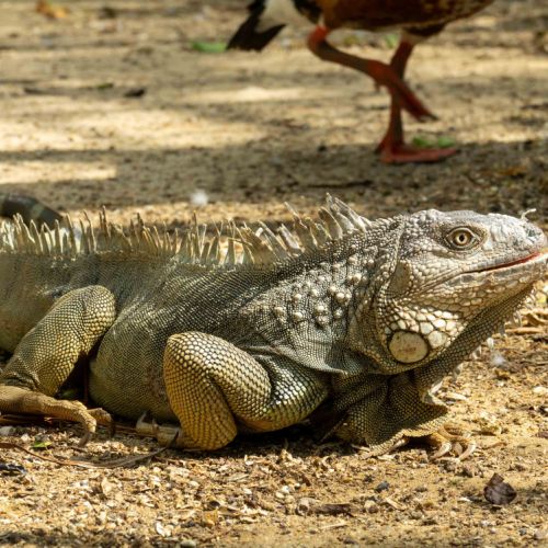Green Iguana