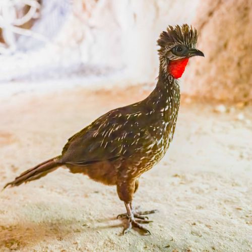 Crested Guan