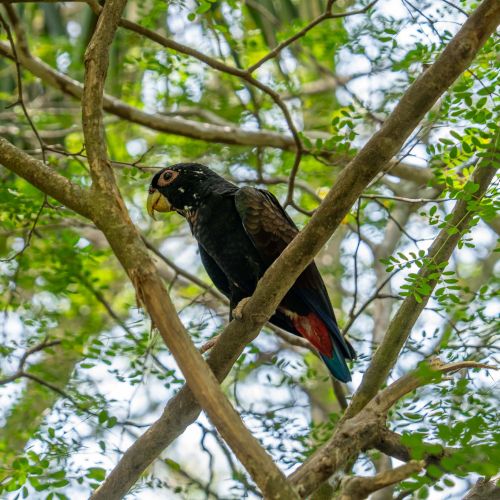 Bronze-winged Parrot