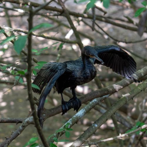 Cormorant