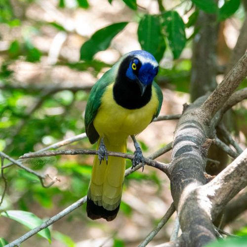 Green Jay