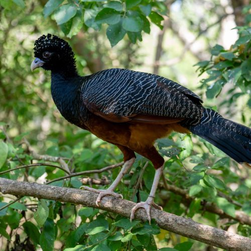Blue-billed Curassow