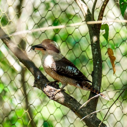 Laughing Kookaburra