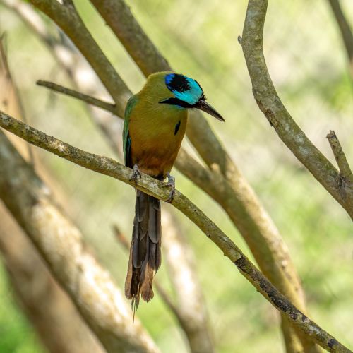 Blue-diademed Motmot