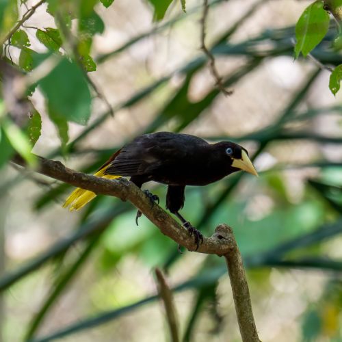 Crested Oropendola