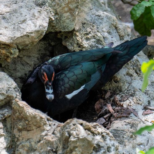 Muscovy Duck