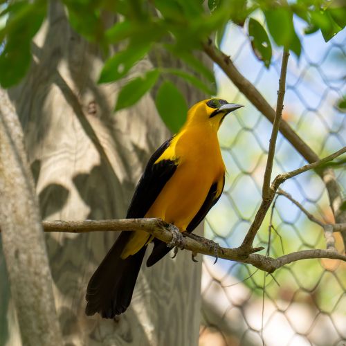 Oriole Blackbird