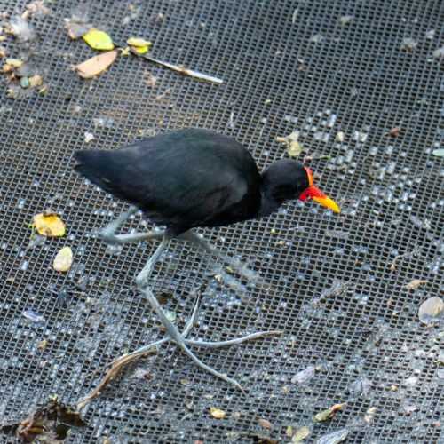 Wattled Jacana