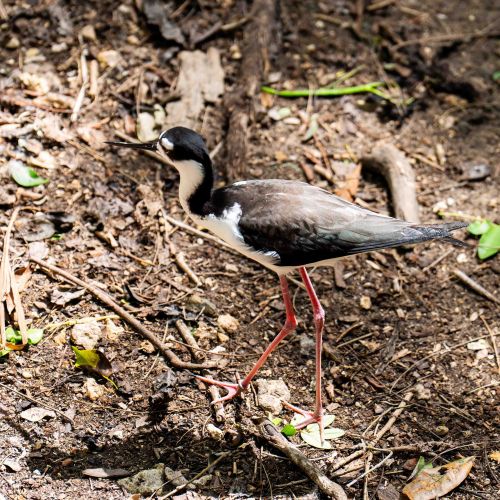 Black-necked Stilt