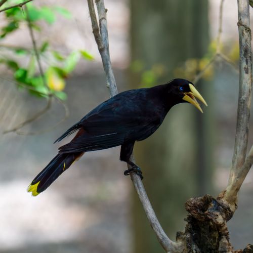 Crested Oropendola