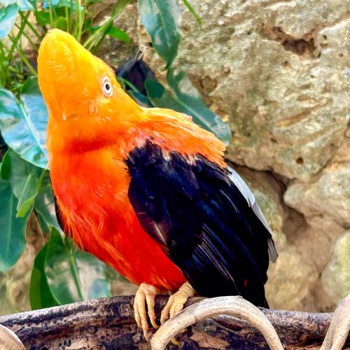 Andean Cock-on-the-Rock