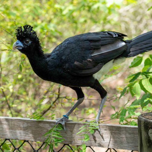 Blue-billed Curassow