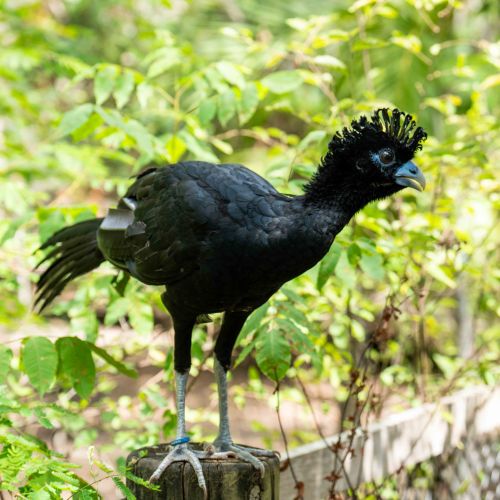 Blue-billed Curassow