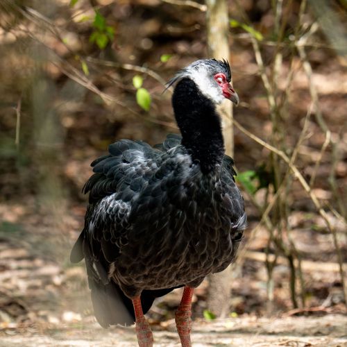 Northern Screamer