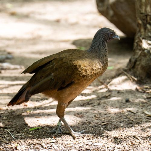 Rufous-vented Chachalaca
