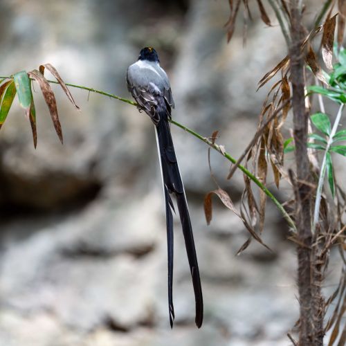 Flycatcher