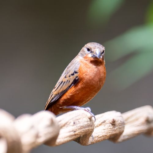 Ruddy-breasted Seedeater