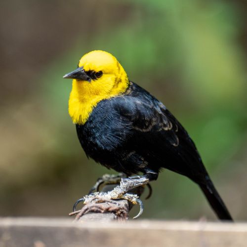 Yellow-hooded Blackbird