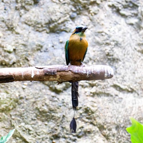 Blue-diademed Motmot