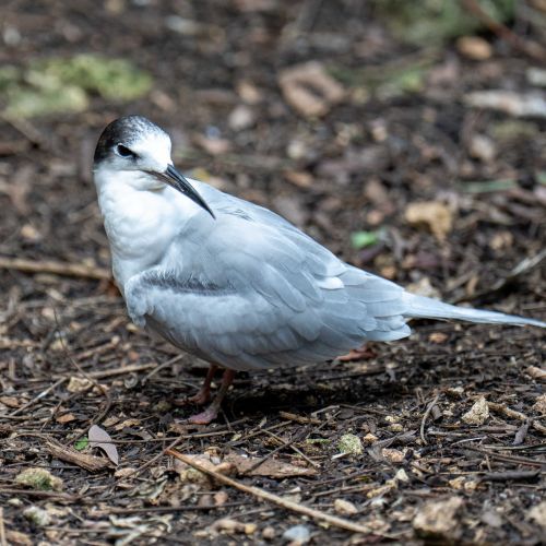 Forster's Tern