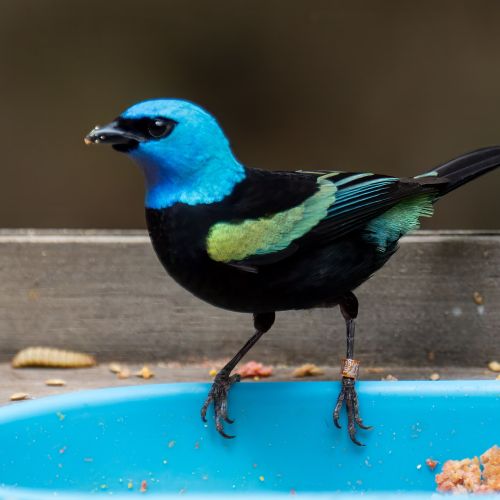 Blue-necked Tanager
