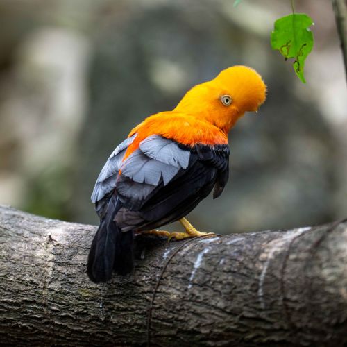 Andean Cock-on-the-Rock (male)