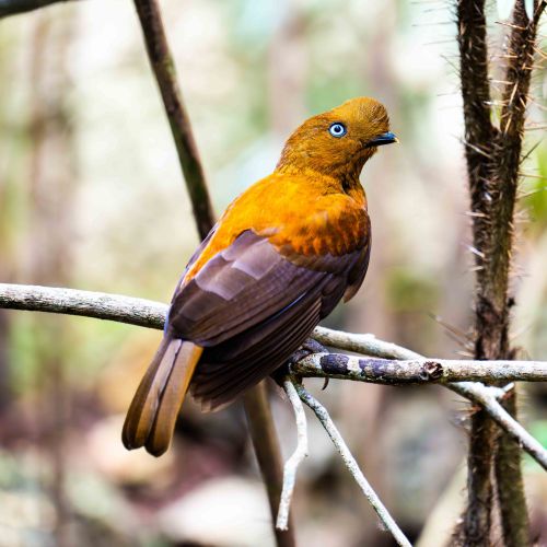Andean Cock-on-the-Rock (female)