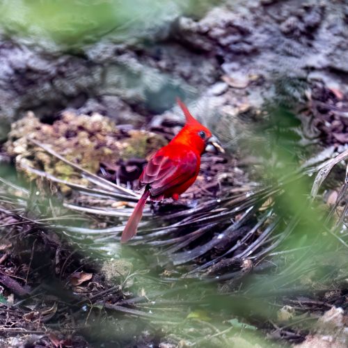Vermillion Cardinal (male)