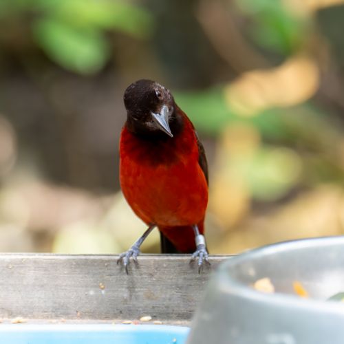 Crimson-backed Tanager