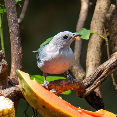 Blue-Gray Tanager