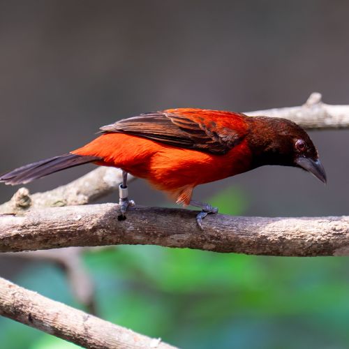 Crimson-backed Tanager