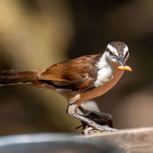 Bicolored Wren