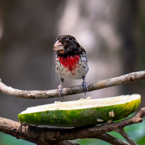 Rose-breasted Grosbeak
