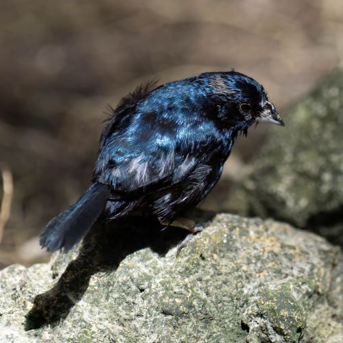 Blue-blacked Grassquit