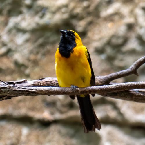 Yellow-backed Oriole