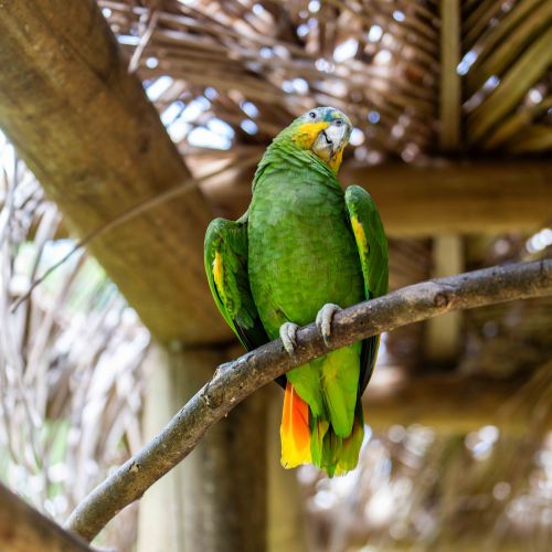 Orange-winged Parrot