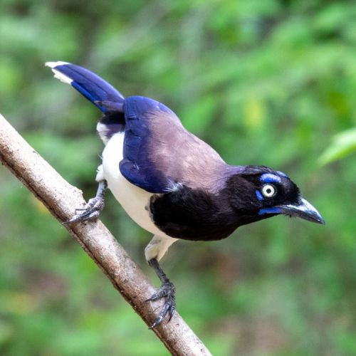 Black-chested jay