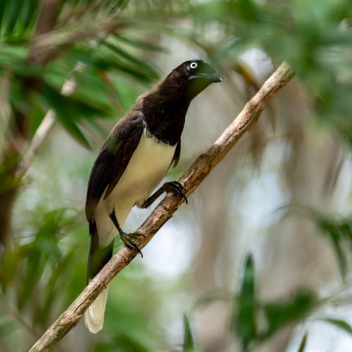 Black-chested jay