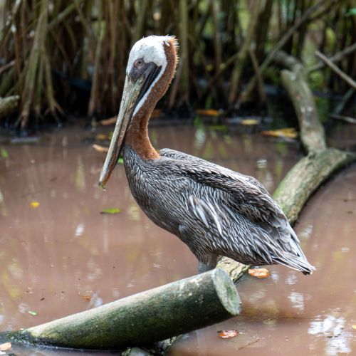 Pelican