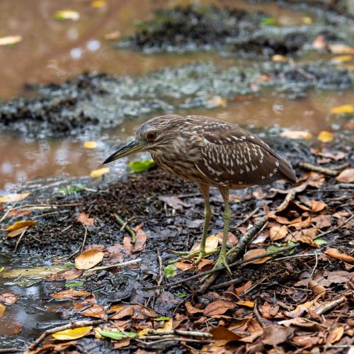 Black-crowned Night Heron (juvenile)