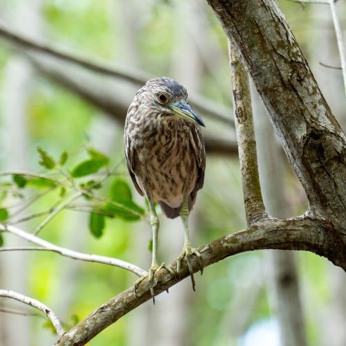 Black-crowned Night Heron (juvenile)