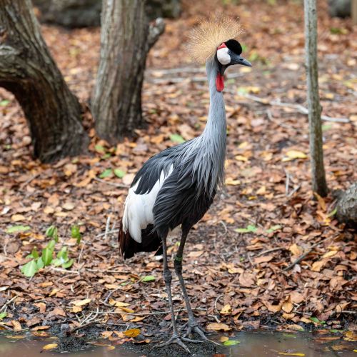 Grey-crowned Crane