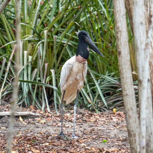 Jabiru Stork