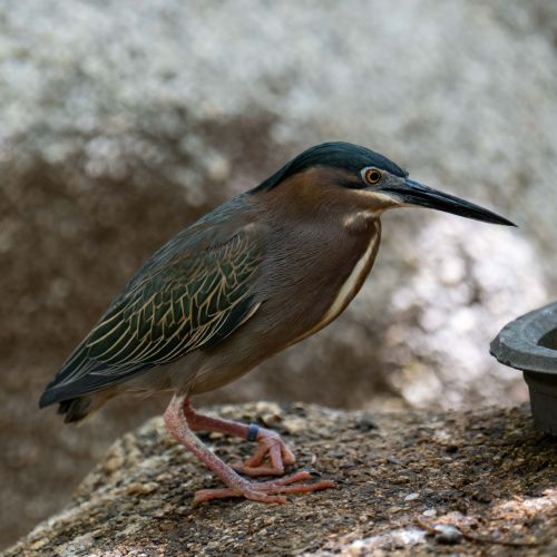 Striated Heron